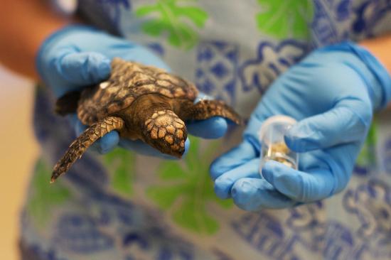 Liberan a una tortuga encontrada viva en el estómago de un pez en Florida